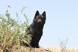 SCHIPPERKE 106